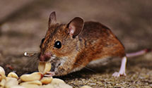 24 Hour & Emergency Exterminators in Elmwood, CT